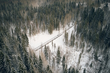 Trail in the winter forest