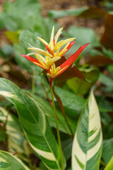 Fototapeta premium Garten in Singapur