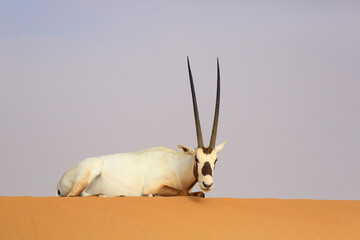 Arabische Oryx liegt im Sand.
Arabische Oryx lies in the sand.
