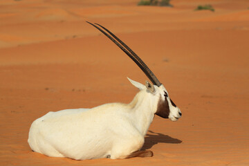 Arabische Oryx liegt im Sand
Arabische Oryx lies in the sand