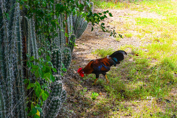 A rooster at the Hofi Pastor Garden, Curacao. 