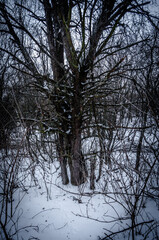 Landscape on the water . Frozen lake . Winter on the lake . Blue clouds and sun . Trees and sun . Winter landscape . Snow on ice . Blizzard in nature 