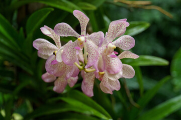 Garten in Singapur