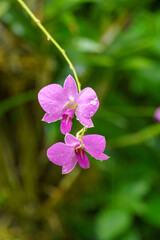 Obraz premium Garten in Singapur