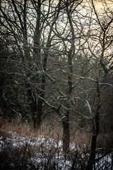 Trees in the winter forest . Snow covered trees . Mystery forest . Winter landscape. Woods in nature. Mystery trees 