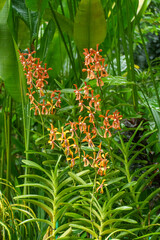 Fototapeta premium Garten in Singapur