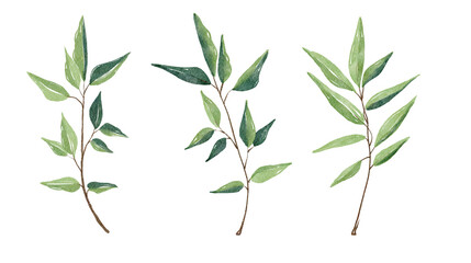 Watercolor leaves set. Set with floral elements and leaves.