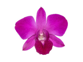 Close-up of single purple Orchid flower isolated on white background.