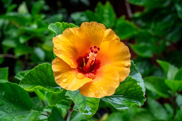 Hibiscus, Chinese Rose, Rose Mallow, beautiful orange flower in garden