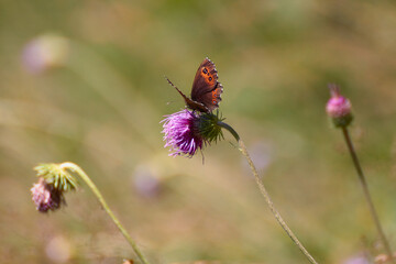 Various butterflyes on coloured flower