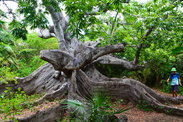 Gigantic Kapok tree, which is known as the oldest tree of Curaçao.