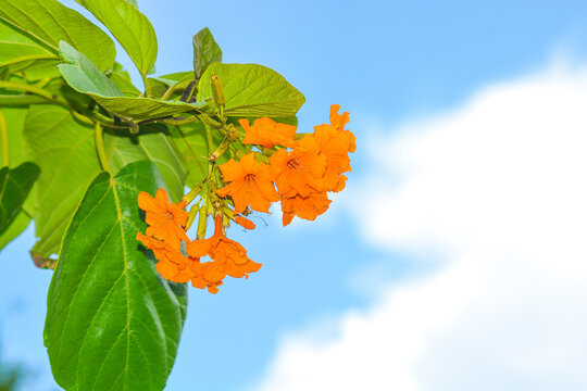 Cordia sebestena flowering in Summer.