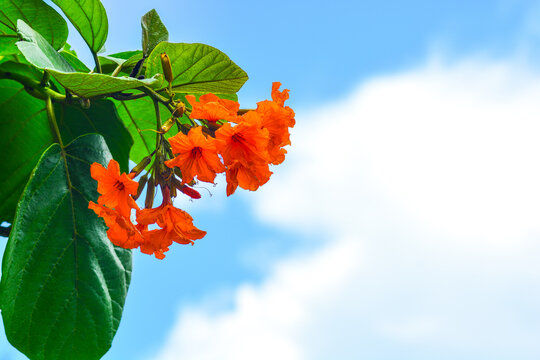 Cordia sebestena flowering in Summer.