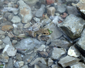 Frog on the rocks in the river, close-up photo