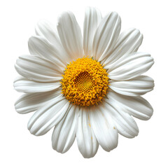 Chamomile flower png. Daisy flower png. White daisy top view png. Chamomile top view png. Camomile tea