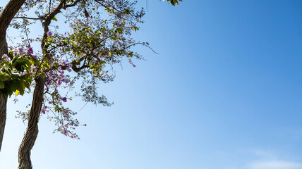 Flowers are blooming on the sky background, tree and flowers, spring season, spring banner background, blue gradient
, copy space banner cover nature photography
Landscape
