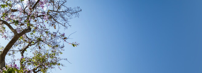 Flowers are blooming on the sky background, tree and flowers, spring season, spring banner background, blue gradient
, copy space banner cover nature photography
Landscape