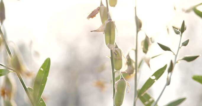 (Crotalaria juncea)(sunn hemp) sunn hemp is ready to harvest