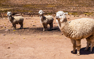 Lovely alpacas grazing in Salinas Y Aguada Blanca National Reserve, Arequipa region, Peru
- 739234801