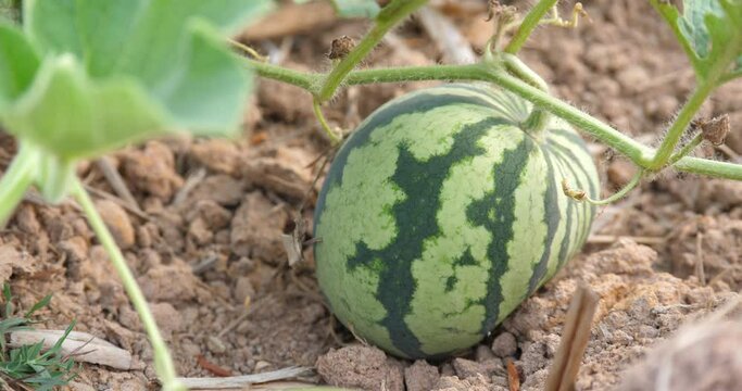 Young watermelons are growing in the field.
