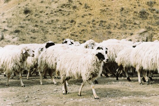 Sheep grazing in the mountains of Armenia in spring - film photo
