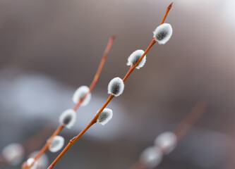 Willow branches with catkins on the blurred background.