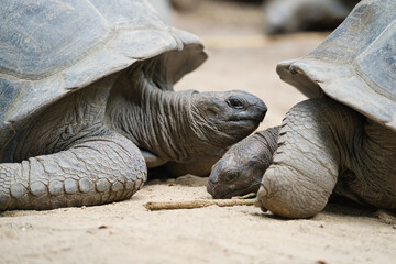 Closeup of Aldabra land giant of 2 tortoise lying in the ground inside the botanical garden, Mahe,...
