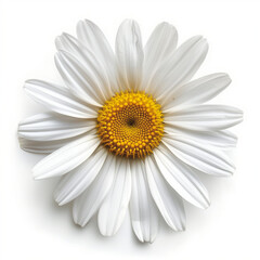 one daisy flower isolated on white background