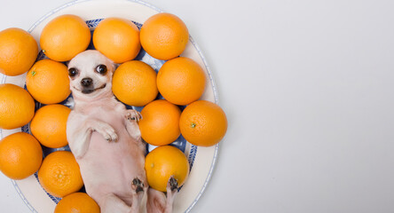 Chihuahua dog lying contentedly among oranges and looking cheerfully at the camera.