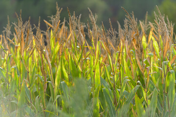 PLANTAS DE MAIZ (Zea Mays)