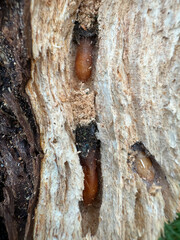 larval tunnels with brown pupae in different stages in the cambium of a dead cherry tree