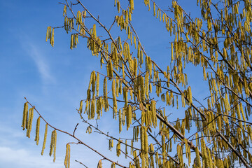 Hazelnut bush blossom in spring on blue sky