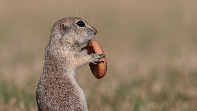 Squirrel eating a biscuit. Anatolian Souslik-Ground Squirrel Spermophilus xanthoprymnus  
