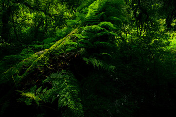 Green forest with fallen tree trunk covered with green moss, lichen and fern. Forest ecosystem....