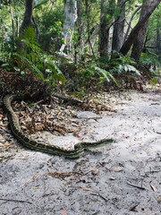 Coastal Carpet Python in Queensland