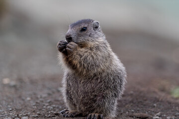 Marmota  at  the Grossglockner