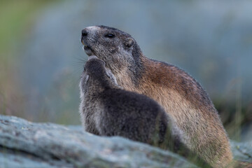 Marmota  at  the Grossglockner