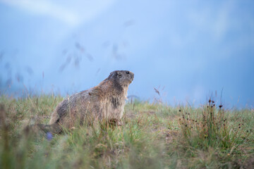 Marmota  at  the Grossglockner