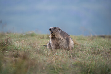 Marmota  at  the Grossglockner