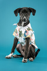 a young black mixed-breed dog sitting and wearing a flowered shirt on a blue background