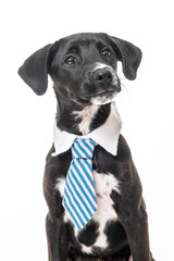 the face of a young black mixed-breed dog wearing a tie on a white background