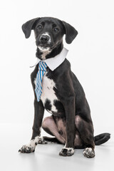a young black mixed-breed dog sitting and wearing a tie on a white background