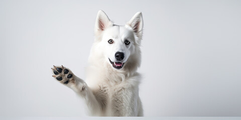 White shepherd dog with a raised paw on a light background. Advertising banner layout for a veterinary clinic or pet store. - obrazy, fototapety, plakaty