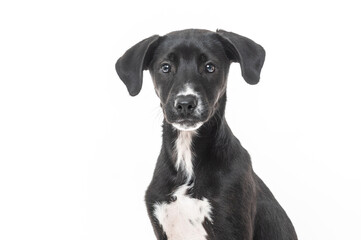the face of a young black mixed-breed dog looking at the camera on a white background