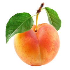 Apricot, transparent background, isolated image, generative AI