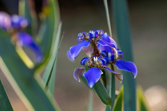 Neomarica caerulea or blue walking iris in the summer for garden plant and flower bed in bloom