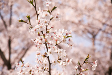 Sakura spring