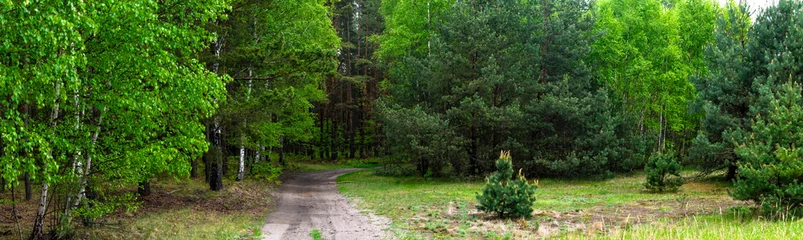 Gordijnen dirt road through a green forest © Krzysztof Bubel