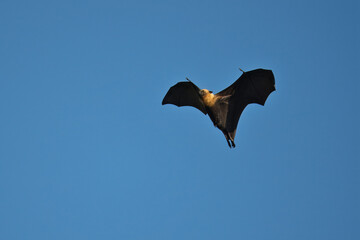Fruit bat, flying fox flying on hot sunny day, blue sky, Mahe, Seychelles 