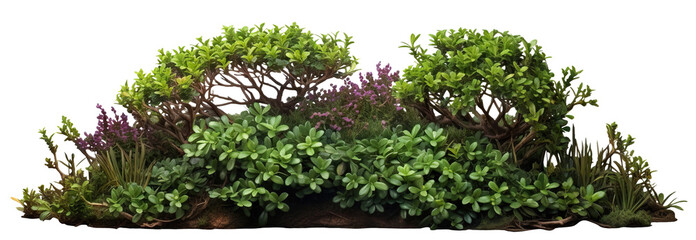 Lush garden bushes cut out